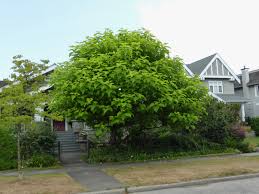 Buy from maywood levels for 21 dragon gems. Featured Plants In July 2020 In The Neighbourhood Ubc Botanical Garden
