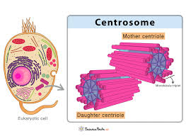 Image result for Centrostigma