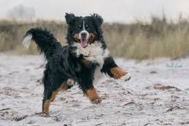 Derzeit übersetzen aus dem deutschen in 44 sprachen. Hintergrundbilder Winter November Berner Sennenhund Strand Wasser Sonne Junior Schnauze Hund Wie Saugetier Hunderasse Gruppe Fleischfresser Deich Hunde Grosseren Schweizer Berghund Entlebucher Gebirgshund Appenzeller Sennenhund Haakon