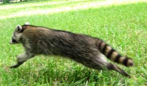 Running Raccoon
