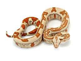 Markus Jayne Ball Pythons Cute Snake Snake Lovers Beautiful Snakes