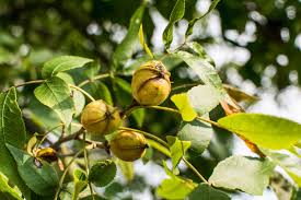 نتیجه جستجوی لغت [hickory] در گوگل