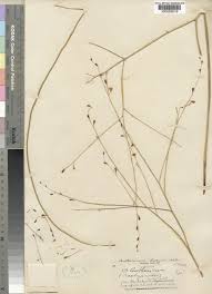 Image result for Trachyandra laxa