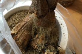 根腐れとは 原因や症状 対処方法 根腐れ防止剤の効果は Horti ホルティ By Greensnap