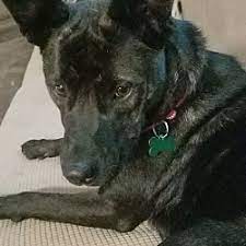 Pet rescue saga level 183. Adopted Pets At Almost Home Canine Rescue In Sioux Falls South Dakota
