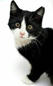 Pin By Iliana Papathanasiou On Katten Cute Cats Beautiful Cats Pretty Cats