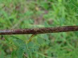 Image result for Xylopia odoratissima