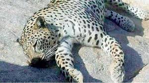 The arabian leopard (panthera pardus nimr) is native to the arabian peninsula and includes the sinai peninsula in egypt. Endangered Arabian Leopard Found Poisoned In Saudi Arabia Al Arabiya English