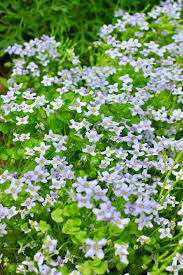グラウンドカバーに最適な植物10選 足元のカバーや雑草対策に活用 ハーブ 庭 小さなハーブガーデン グラウンドカバー