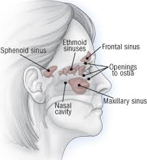 Xlear nasal spray with xylitol: What To Do About Sinusitis Harvard Health