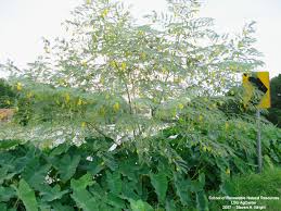 Image result for Sesbania brevipedunculata