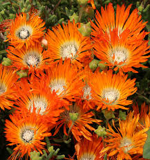 We did not find results for: Lampranthus Aureus Orange Form Buy Online At Annie S Annuals