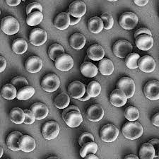 Check spelling or type a new query. Preparation Of Human Red Blood Cells For Scanning Electron Microscopy Imaging