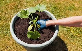 A summer squash, it comes in all sizes and shapes. Can You Grow Zucchini In A 5 Gallon Bucket