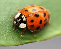 It is now common, well known, and. Marienkafer Anlocken So Geht S Pkblog