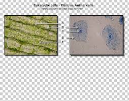 Osmosis plant and animal cell. Plant Cell Osmosis Cel Lula Animal Organelle Png Clipart Animal Cell Bacteria Bacterial Cell Structure Biology