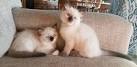 Colors and varietes of Ragdoll Breed - Ragdolls Cattery Faelis