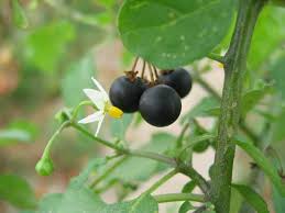 Image result for Solanum americanum