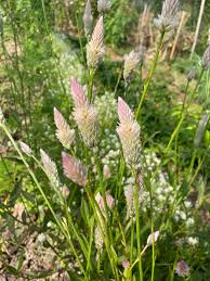 Image result for Celosia pandurata