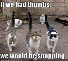 The meme, which has a 'dancing' cat superimposed on a video of a street musician singing and playing a drum, was among the most popular memes of the year. The Best Cat Memes To Celebrate Internationalcatday Know Your Meme
