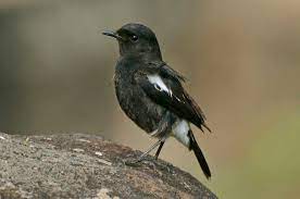 Pied Bush Chat Saxicola Caprata Black And White Birds Bird Pictures White Bird