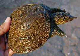 Fauna Belitung