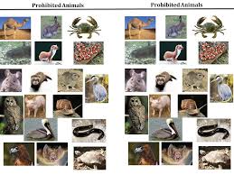 Helps Students To Visually Understand The Difference Between Clean And Unclean Animals In The Old Testament Mosaic L Bible Crafts Scripture Study Old Testament