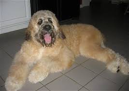 St bernard poodle mix appearance & grooming how big do saint berdoodles get? Saint Berdoodle Dog Breed Pictures Page 1