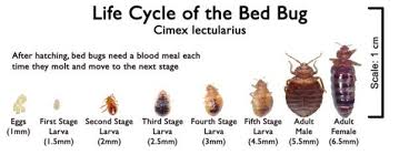 Pin By Clara Rosa On Pests Bed Bug Bites Bed Bugs Rid