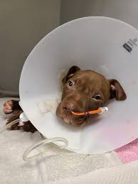 To adopt, the first step is to fill out an adoption application on our website. Over 50 Puppies Rescued From Lorain County Home Friendship Apl Asks For Donations To Pay For Medical Bills