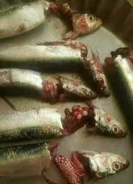 Untuk mengenalkan dunia ikan kepada si kecil pun kamu juga bisa membuat contoh sketsa ikan untuk kegiatan mewarnai mereka. Viral Telur Ikan Beracun