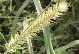 Image result for Setaria sphacelata