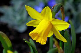 Free Image On Pixabay Daffodil Flower Yellow Easter Daffodils Daffodil Flower National Flower Of Wales