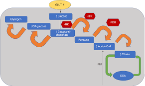 Diabetic Cardiomyopathy Pathophysiology Theories And