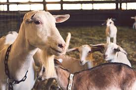 We did not find results for: Panduan Percuma Cara Menternak Kambing Ebook