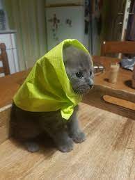 This Online Group Is Dedicated To Adorable Cat Babushkas 30 Pics Bored Panda