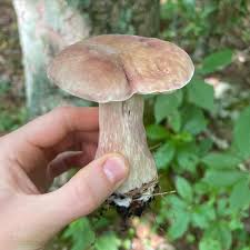 Image result for Boletus separans