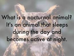 Nocturnal Animals By Chrystal Bates
