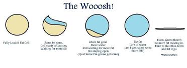 Science Just A Reminder If You Ve Hit A Stall Keep Going The Whoosh Effect Is The Most Probable Cause Keto