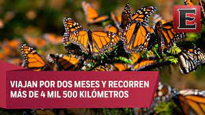 El Viaje De La Mariposa Monarca A Mexico Youtube