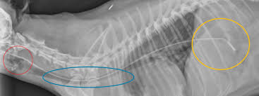 Intersurgical offers a wide range of nasal cannulaes offering a selection of prong shapes to suit all patient requirements and available for adults, paediatrics and neonates. How And Why To Feed Canine Parvovirus Patients Right Away Today S Veterinary Nurse