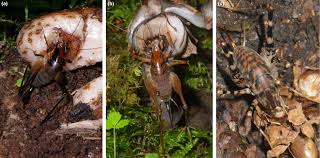 Camel crickets will eat just about anything organic. Independent Recruitment Of A Novel Seed Dispersal System By Camel Crickets In Achlorophyllous Plants Suetsugu 2018 New Phytologist Wiley Online Library