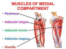 Nov 21, 2018 · pain in the upper thigh can be difficult to diagnose because this area of the body contains many muscles, tendons, and ligaments. Medial Compartment Of Thigh Muscles Growth Regeneration Of Smooth Muscle Fibers Science Online