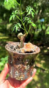 Image result for Cissus crusei