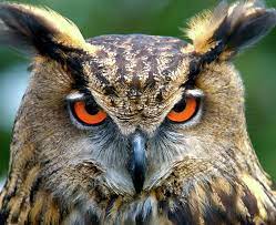 Check spelling or type a new query. Eagle Owl Eagle Owl Bubo Bubo Eurasian Eagle Owl Photograph Eurasian Eagle Owl Owl Eyes Owl