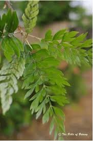 Image result for Scleria poiformis