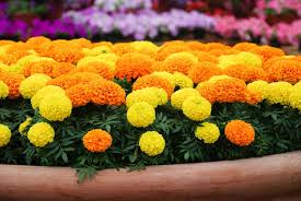 Image result for Tagetes erecta