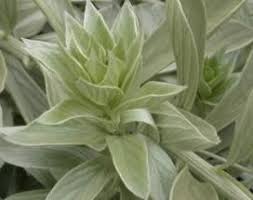 Image result for Vernonia natalensis