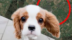 Aktuell leben die hunde in der station in gemeinschaftszwingern und haben nur selten die gelegenheit, ein paar minuten am tag außerhalb des shelters spazieren zu gehen. Frankfurt Horror Wird Wahr Susser Hund Buxt Aus Er Rennt Tod In Die Arme Welt