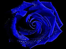 Velvet Blue Rose Blue Roses Wallpaper Blue Roses Blue Rose